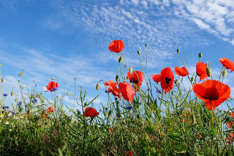 Klaprozen van Ostsee Bilder