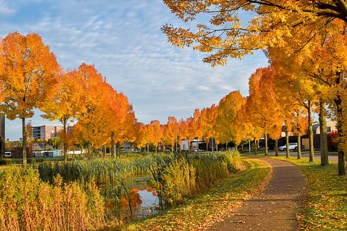 Couleurs d'automne dans la rue, une peinture colorée