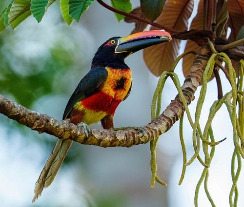 Tukan/Feuerschnabel-Arakari