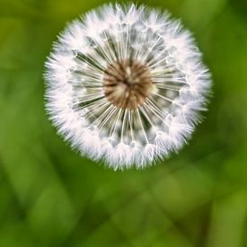 Dandelion from above by FotoSynthese