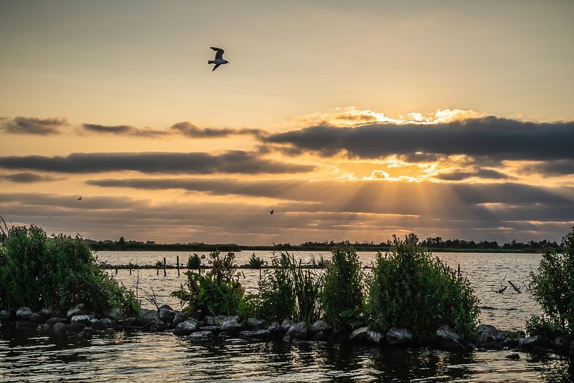The bird flies against the sunbeams by Tina Linssen