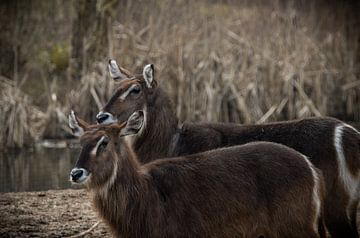Quiet Devotion sur Fotografie by Jordy