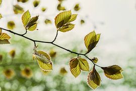 Zweig der Buche. von tim eshuis