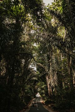 Wälder von Bali Indonesien von Anouk Strijbos