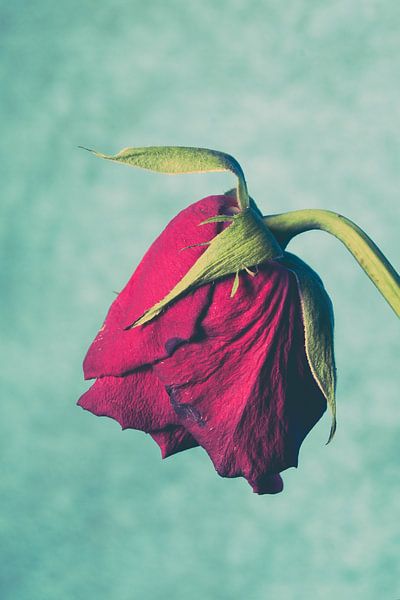 Verwelkende roos by Lavieren Photography
