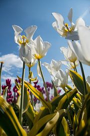 Tulpen by Johan van der Helm