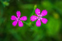 Vechtanjer-flower after the rain