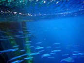 School met vis in het blauw... van Silvia Weenink thumbnail