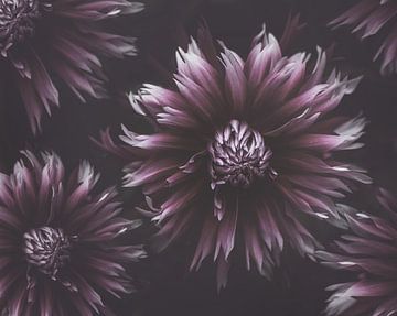 Dahlias violets sur Marina de Wit