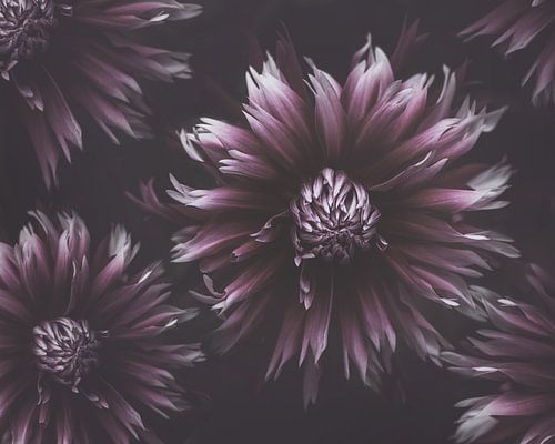 Purple Dahlias