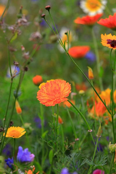 Picturesque by Thomas Jäger