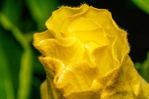 Gele Hibiscus Bloemknop