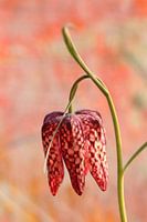 Schachbrettblume