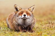 Zen Fox - Happy Fox is Happy van Roeselien Raimond thumbnail