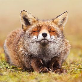 Zen Fox - Happy Fox is Happy by Roeselien Raimond