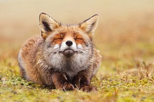 Zen Fox - Glücklicher Fuchs ist glücklich von Roeselien Raimond