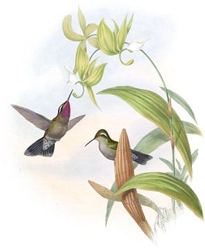 Henry de Latre's Cazique, John Gould van Hummingbirds