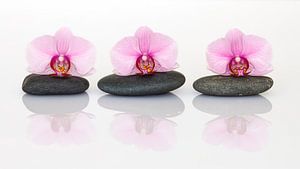 Orchidee