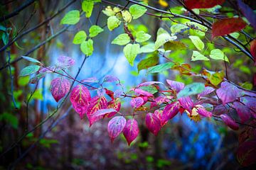 Colorfull leaves van Jos Krick Photography