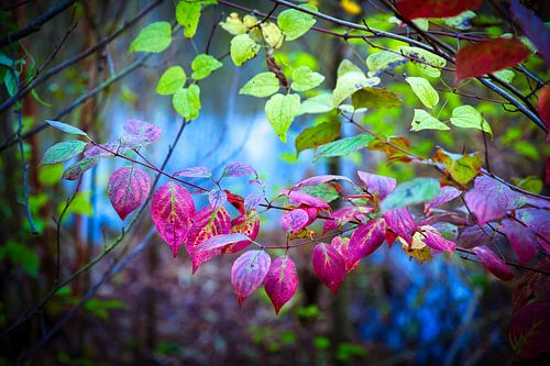 Colorfull leaves van Jos Krick Photography