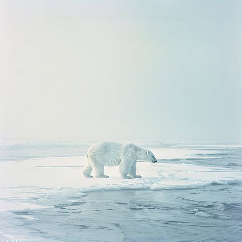 Eisbär