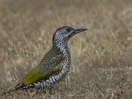 Jeune pic vert sur Marjon Woudboer
