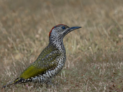 Jonge groene specht