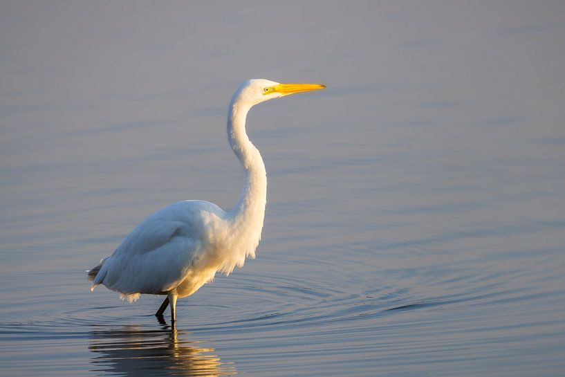 Der Reiher im Morgenlicht: Eleganz in der Natur von Hevonax Photography