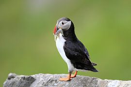 Atlantic Puffin or Common Puffin, Fratercula arctica, Norway von Frank Fichtmüller
