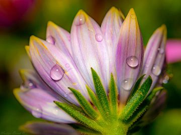 Fleurs en mai sur Martijn Brink