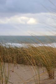 Golden Helmet Grass on the Grey Coast by Louise Riethoff