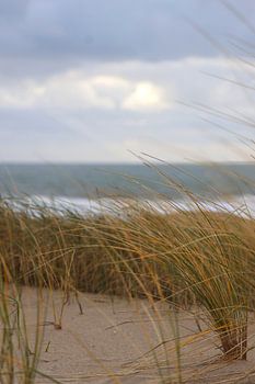 Golden Helmet Grass on the Grey Coast