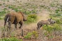 Neushoorn