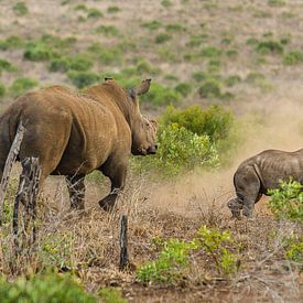 Neushoorn sur John van Weenen