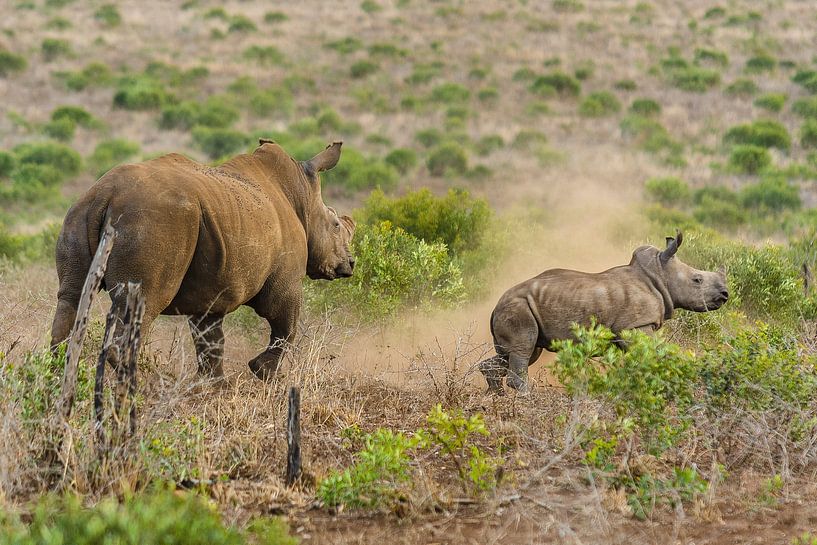 Neushoorn by John van Weenen