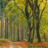 Dancing beech trees in colorful autumn forest in the morning | Veluwe by Sjaak den Breeje