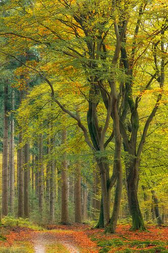 Dansende beukenbomen in kleurrijk herfstbos in de ochtend | Veluwe