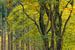 Dansende beukenbomen in kleurrijk herfstbos in de ochtend | Veluwe van Sjaak den Breeje