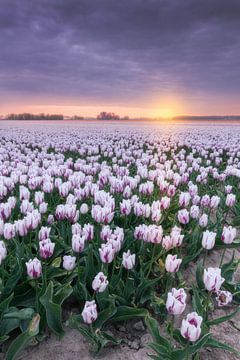 White tulips van Jan Koppelaar