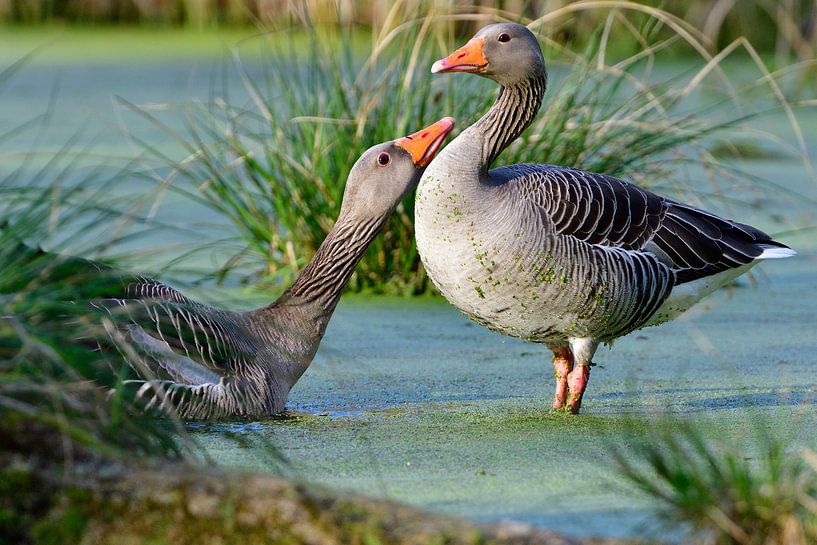 Grey geese by Karin Jähne