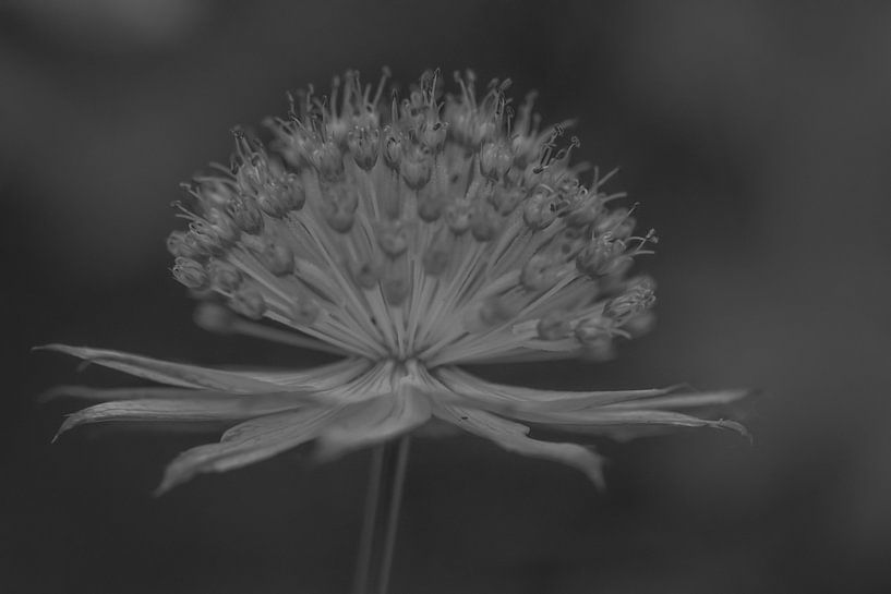 Vintage Sterndolde in schwarz/weiß von Naturdetail Fotografie