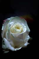 La rose