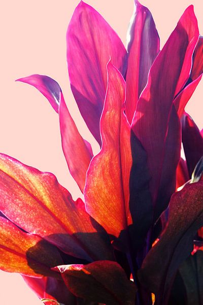 Fuchsia bladeren II van Gemma Bardot