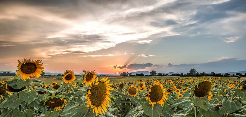 Sunflowersunset van Reint van Wijk