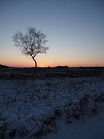 Sunset Heath