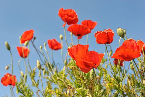 die Poppy