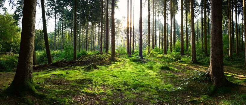 Une matinée dans la forêt d'épicéas par Günter Albers