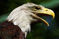 Portret zeearend 2 van Jürgen Hüsmert thumbnail