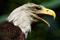 Portrait bald eagle 2