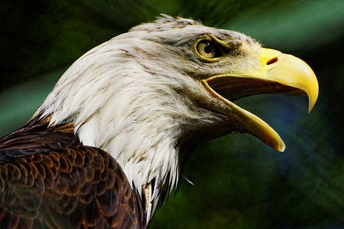 Portret zeearend 2
